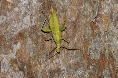 Heteropteryx dilatata