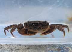 Cryptopotamon anacoluthon