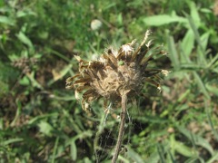 Centaurea scabiosa apiculata
