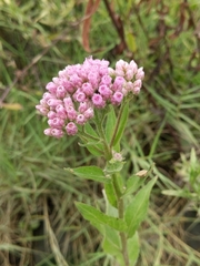 Pluchea odorata