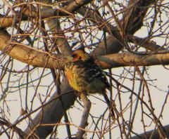 Trachyphonus vaillantii vaillantii