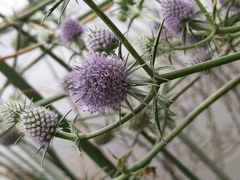 Eryngium articulatum