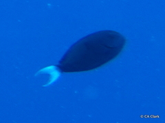 Acanthurus thompsoni