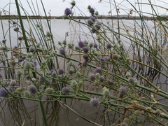 Eryngium articulatum