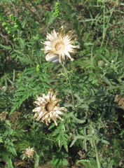 Centaurea scabiosa apiculata