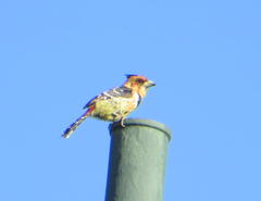 Trachyphonus vaillantii vaillantii