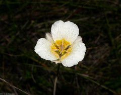 Calochortus ownbeyi