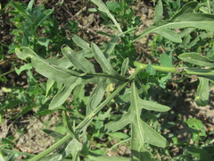Centaurea scabiosa apiculata