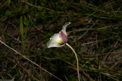 Calochortus ownbeyi