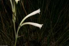 Polianthes nelsonii