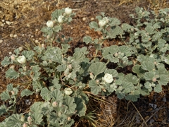 Malvella leprosa