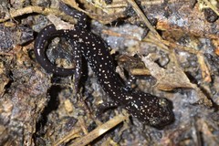 Plethodon kiamichi
