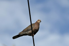 Streptopelia semitorquata