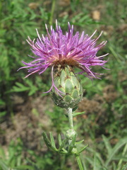 Centaurea scabiosa apiculata