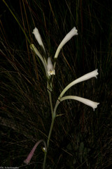 Polianthes nelsonii