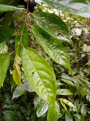 Acalypha diversifolia