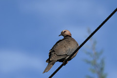 Streptopelia semitorquata