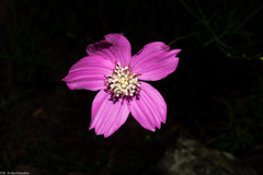 Cosmos ochroleucoflorus