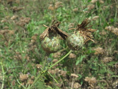 Centaurea scabiosa apiculata