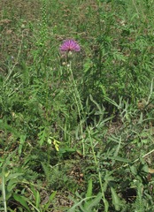Centaurea scabiosa apiculata