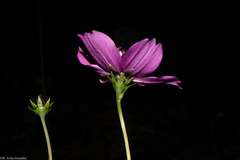 Cosmos ochroleucoflorus