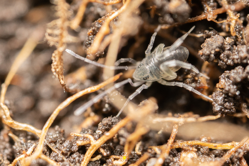 Neocarus