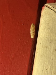 Choristoneura houstonana