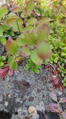 Cotoneaster antoninae