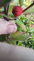 Cotoneaster antoninae