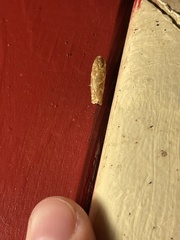 Choristoneura houstonana