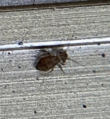 Cerobasis