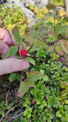 Cotoneaster antoninae
