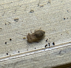 Cerobasis