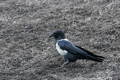 Corvus albus