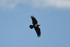 Corvus albus