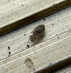 Cerobasis