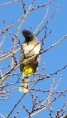 Pycnonotus barbatus layardi