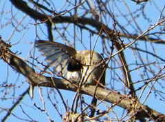 Pycnonotus barbatus layardi