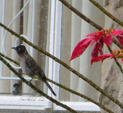 Pycnonotus barbatus layardi