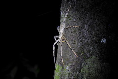 Heteropoda boiei