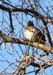 Pycnonotus barbatus layardi
