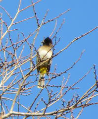 Pycnonotus barbatus layardi