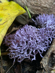 Ramariopsis pulchella