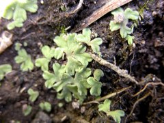 Riccia beyrichiana