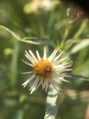 Symphyotrichum lanceolatum lanceolatum