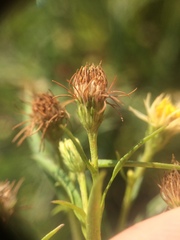 Symphyotrichum lanceolatum lanceolatum