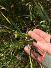 Symphyotrichum lanceolatum lanceolatum