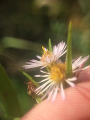 Symphyotrichum lanceolatum lanceolatum