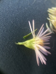Symphyotrichum lanceolatum lanceolatum