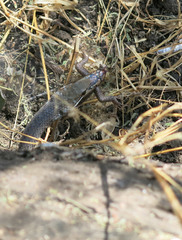 Psammophis subtaeniatus